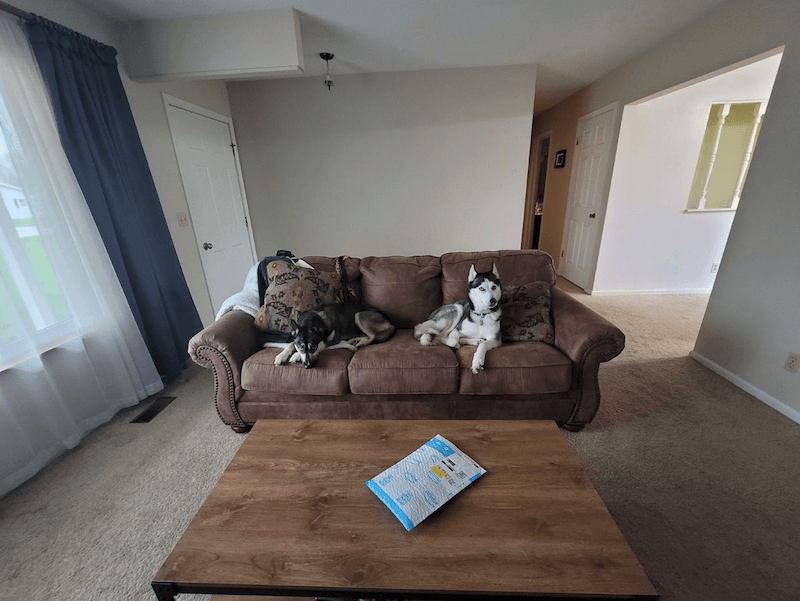 Task husky dogs.